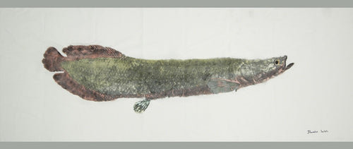 Gyotaku Fish Print 128 - Arapaima (70 x 26.5 in.)