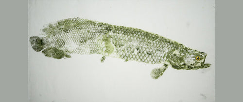 Gyotaku Fish Print 071 - Arapaima (31 x 17.5 in.)