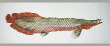 Load image into Gallery viewer, Gyotaku Fish Print 135 - Arapaima (102 x 28 in.)
