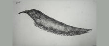 Load image into Gallery viewer, Gyotaku Fish Print 013 - Knifefish (18.5 x 10 in.)