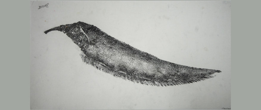 Gyotaku Fish Print 013 - Knifefish (18.5 x 10 in.)