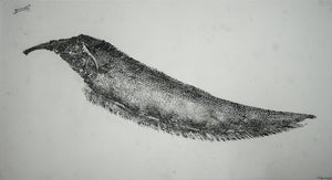 Gyotaku Fish Print 013 - Knifefish (18.5 x 10 in.)