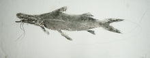 Load image into Gallery viewer, Gyotaku Fish Print 015 - Catfish (26 x 10 in.)