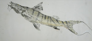 Gyotaku Fish Print 032 - Catfish (19.25 x 10.5 in.)