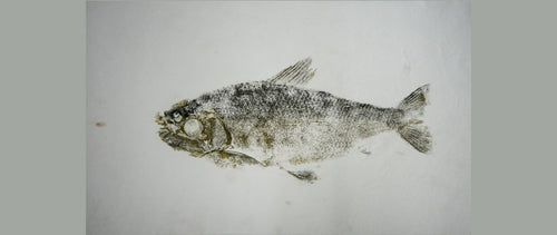 Gyotaku Fish Print 004 - Silver Side (17 x 8 in.)