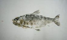 Load image into Gallery viewer, Gyotaku Fish Print 004 - Silver Side (17 x 8 in.)