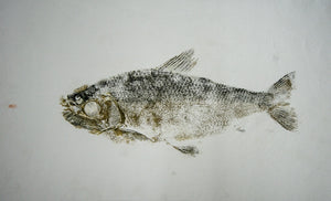 Gyotaku Fish Print 004 - Silver Side (17 x 8 in.)