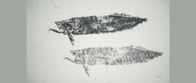 Load image into Gallery viewer, Gyotaku Fish Print 067 - Arowana (31 x 17.5 in.)