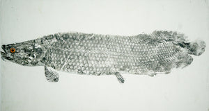 Gyotaku Fish Print 069 - Arapaima (31 x 17.5 in.)
