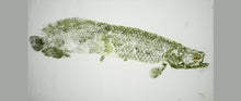 Load image into Gallery viewer, Gyotaku Fish Print 071 - Arapaima (31 x 17.5 in.)