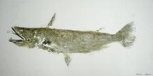 Load image into Gallery viewer, Gyotaku Fish Print 008 - Catfish (17.5 x 8.5 in.)